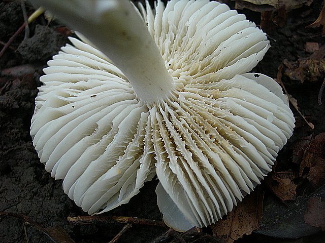 Hygrocybe  fornicata  (Fr.)   Singer